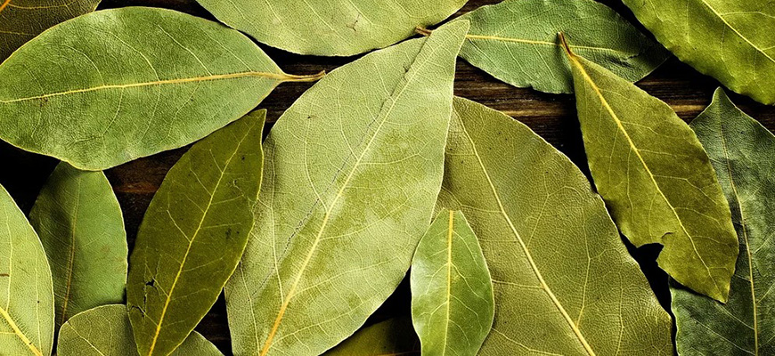 ТОП-20 лучших ароматизаторов для автомобиля на 2026 год