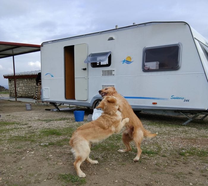 Лучшие прицепы-дачи 2026 в России